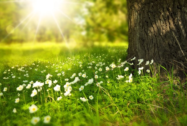 Wood Light Vacation Picnic 60006 (1)